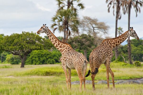 Katavi-Walking-Safari-andBeyond-Experiences Katavi National Park