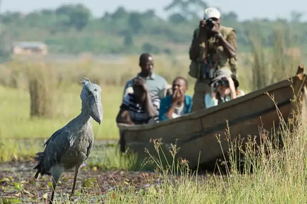 Mabamba Swamp 12 Days Uganda Safari Experience
