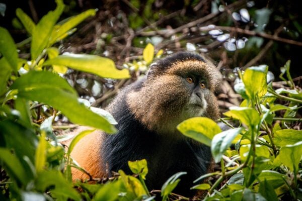 Mgahinga Gorillas National Park