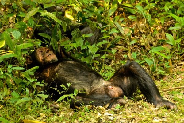 Nyungwe Forest National Park. Nyungwe Forest National Park.