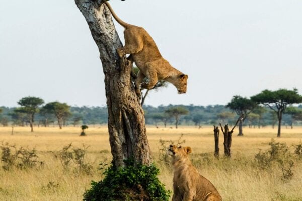 6 Days Uganda Chimps, Queen Elizabeth & Gorilla Trekking from Entebbe | Uganda Safari