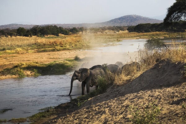 Ruaha National Park, Ruaha National Park