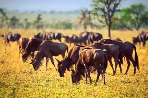 What Is Serengeti National Park Famous For? What Is Serengeti National Park Famous For?