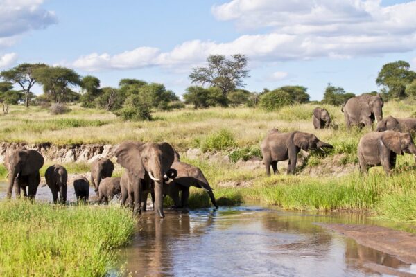 Tarangire National Park. Tarangire National Park