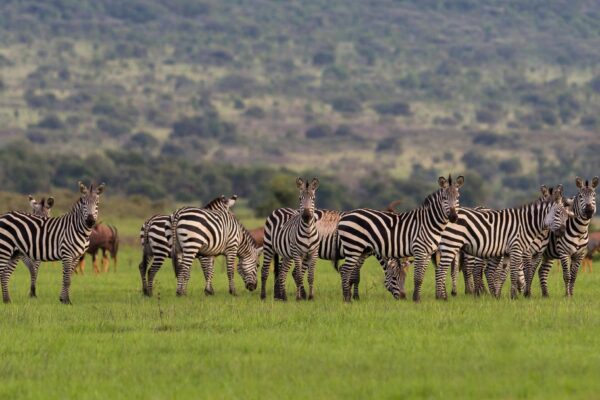 Best Season for Wildlife Safaris in Rwanda. Best Season for Wildlife Safaris in Rwanda.