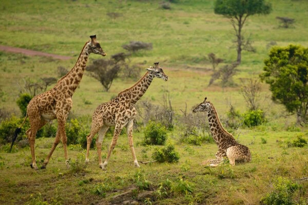 arushanp Arusha National Park