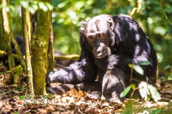 chimp-trek-kalinzu 5 Days Rwanda Primates Safari
