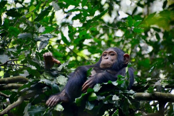 Budongo Forest Reserve