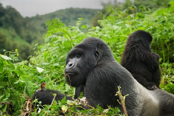 rwanda-safaris 7 Days Highlights of Rwanda Safari