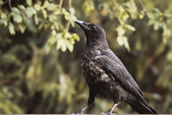 American Crow in sunlight