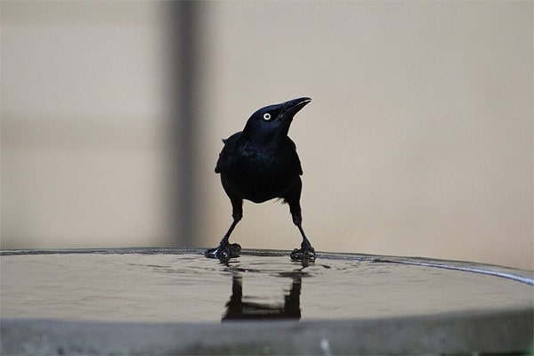 Common Grackle at bird bath