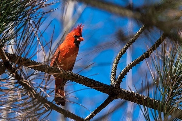 Where Do Cardinals Nest