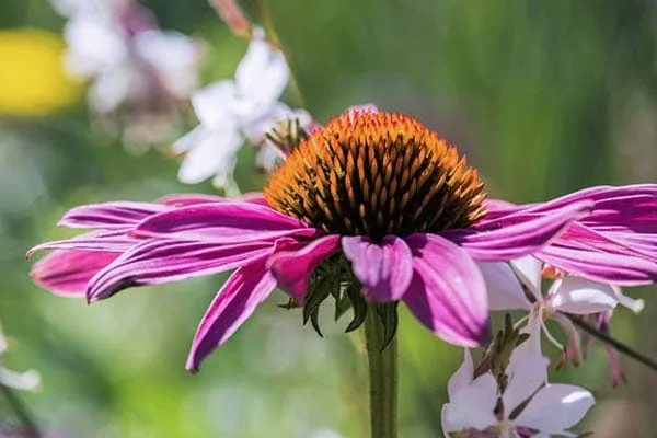 purple coneflower purple coneflower