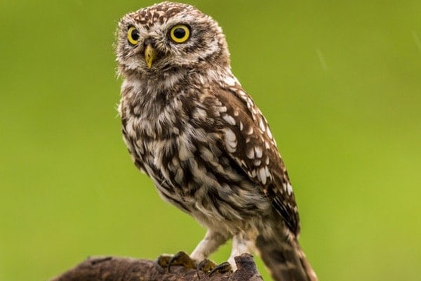 Northern Pygmy-Owl Northern Pygmy-Owl