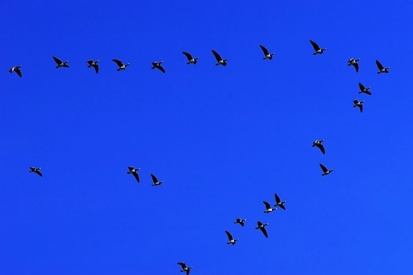 image of geese flying in v-formation image of geese flying in v-formation