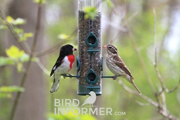 two different birds at birdfeeder two different birds at birdfeeder