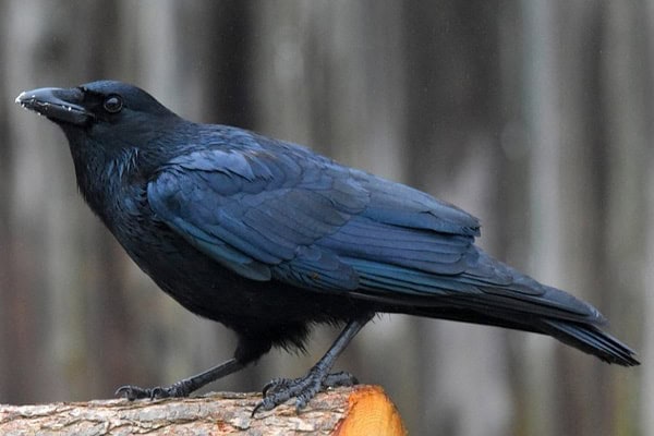 American Crow American Crow