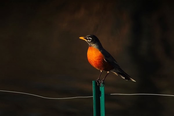 American Robin American Robin