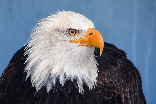 Bald Eagle Bald Eagle