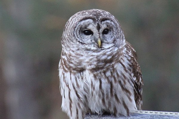 Barred Owl Barred Owl