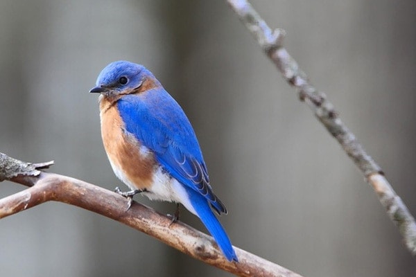 Eastern Bluebird Eastern Bluebird