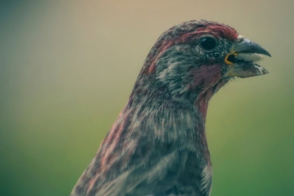 Purple Finch Purple Finch