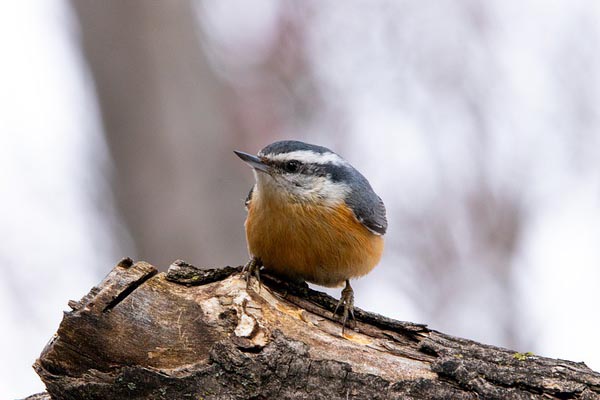 Red-breasted Nuthatch Red-breasted Nuthatch