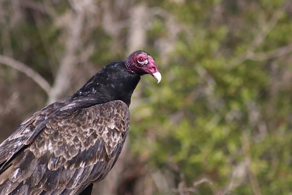 Turkey Vulture Turkey Vulture