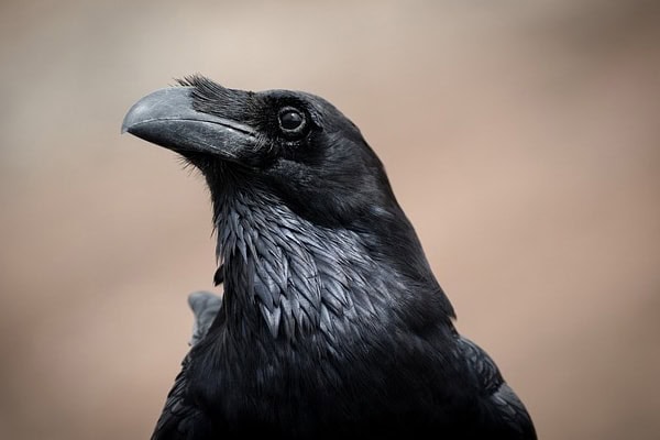 image of a raven image of a raven