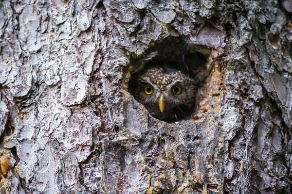 image of an owl in nest image of an owl in nest