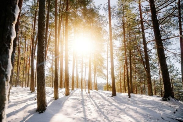 A snow-covered forest with sunlight shining through