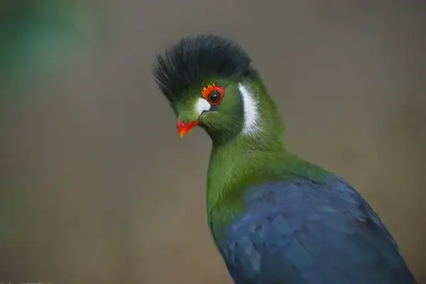Turaco of Congo Basin