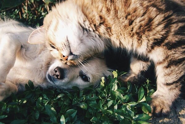 A heartwarming moment of a cat cuddling a dog on green grass outdoors.