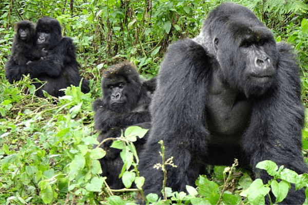 Discover Ruhija Gorilla Sector 