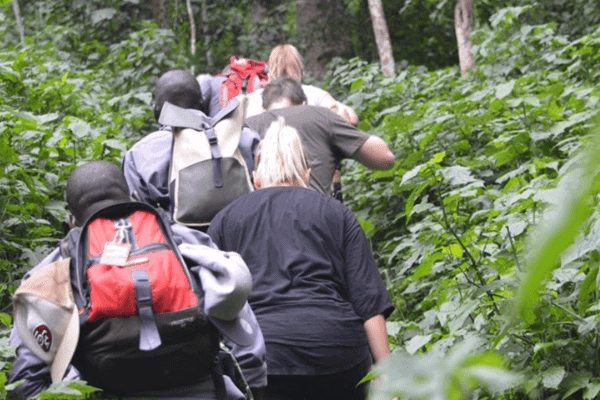 Best Activities in Ruhija Gorillas 