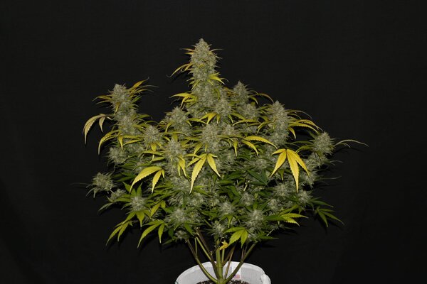 Gelato Auto - immagine 2