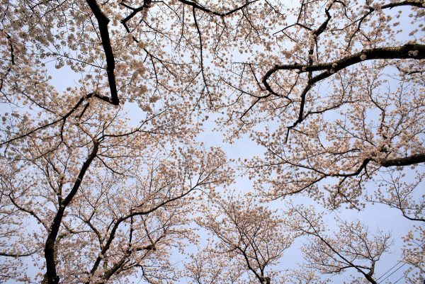夜ノ森
