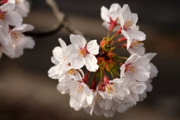 夜ノ森