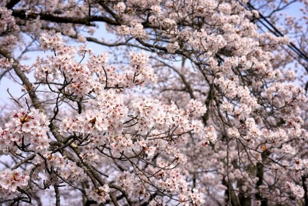 夜ノ森
