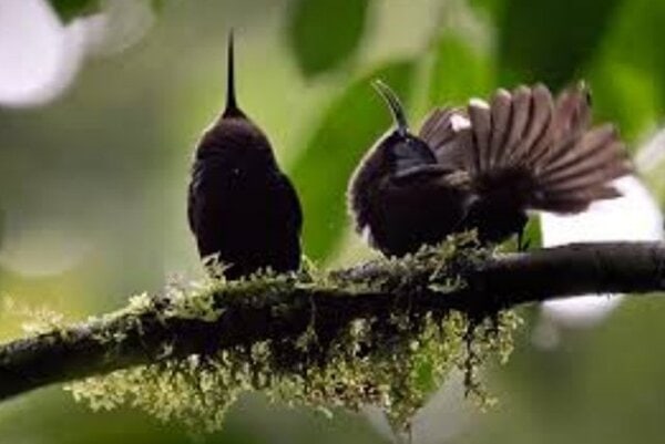 giant sunbird Sepasang giant sunbird yang sedang melakukan tarian kawin
