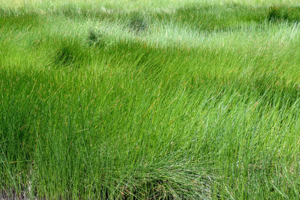 11 завораживающих растений и животных реки Нил 5 Поле папируса (Cyperus papyrus)