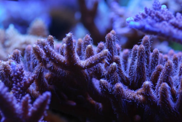 Coral Wave Maker