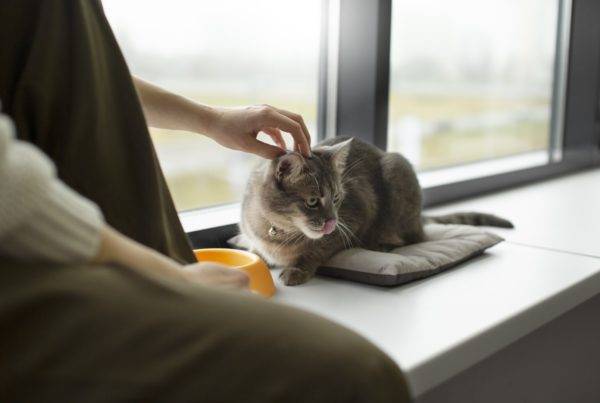 Gil stauffer | cómo hacer una mudanza con gato: 7 consejos para que se adapte sin estrés