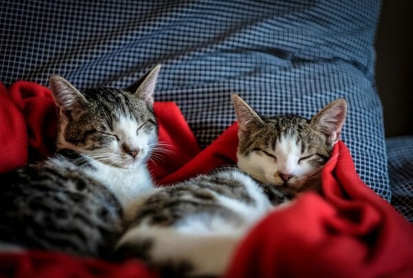 pexels-photo-96428-96428 Two adorable cats peacefully sleeping on a soft red blanket indoors.