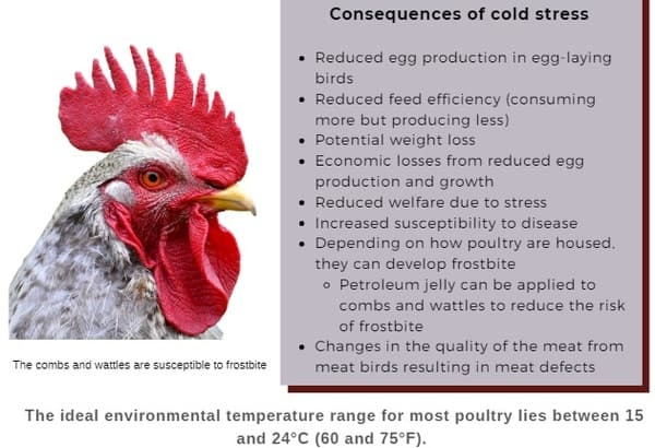 Can Birds Get Frostbite