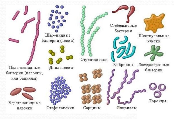 Разница между Бактериями и Цианобактериями 2 Виды Бактерий