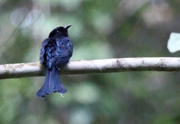 burung kedasi mirip srigunting Kedasi maluku atau Moluccan drongo-cuckoo (Surniculus musschenbroeki)