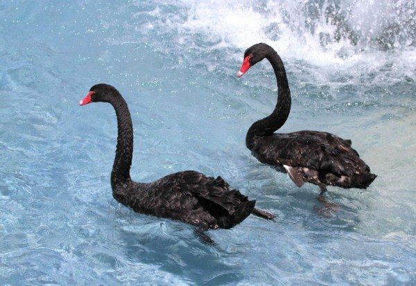 Alzheimer's Disease and Obesity - The Black Swan