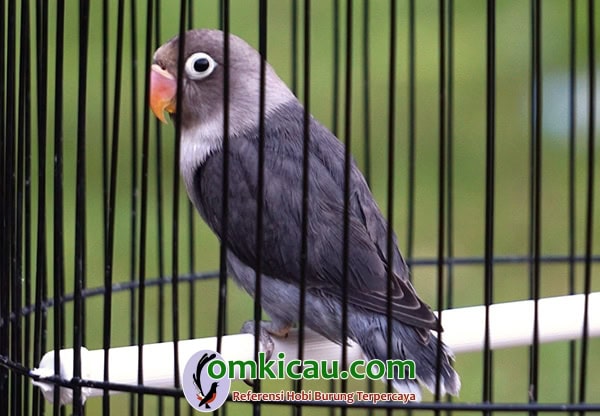 lovebird Batman
