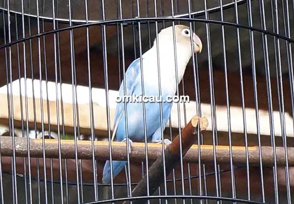 Lovebird Zorro Lovebird Zorro